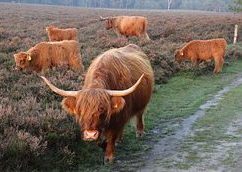 Natuurgebied Molenheide Natuurgebied bij vakantiehuisje